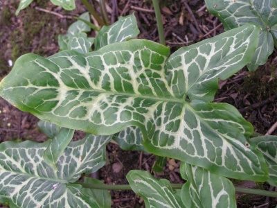 Arum italicum subsp. italicum 'Filigree'